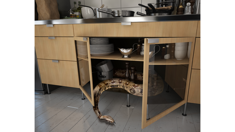 the snake in the kitchen