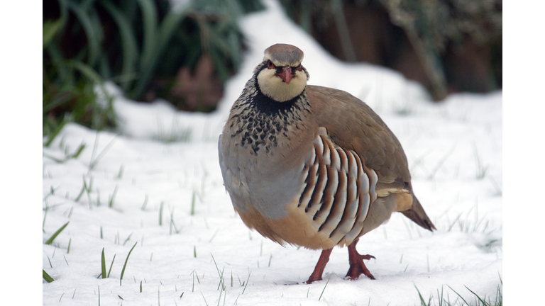 Red legged partridge in snow