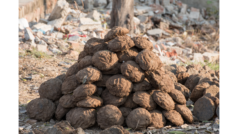 Cow manure