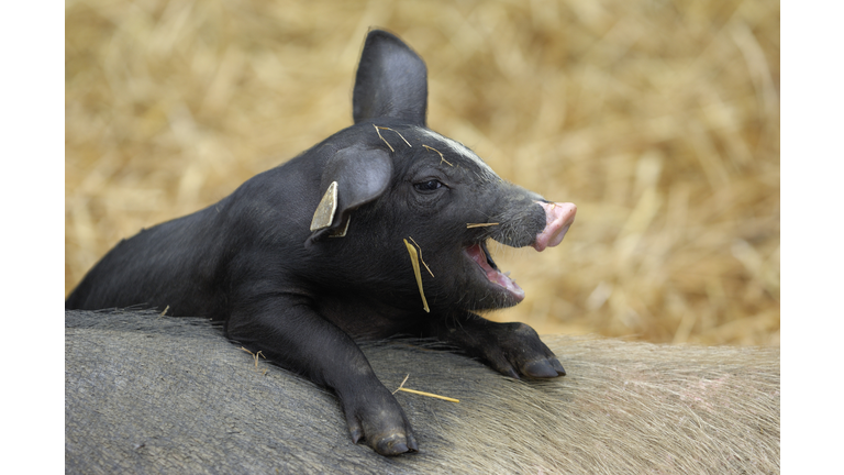 Happy piglet