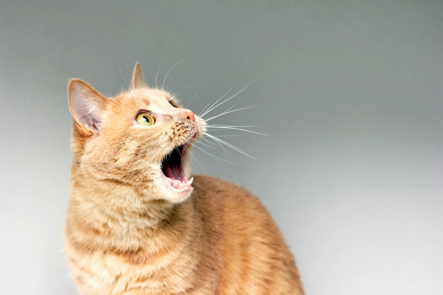 The surprised cat. The amazement of the cat. Open your mouth in surprise. An extreme degree of surprise. Frightened cat. Be in shock. Stupor.