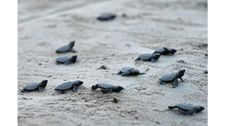 Sea Turtle Nesting Season Comes to an End in Manatee and Sarasota Counties