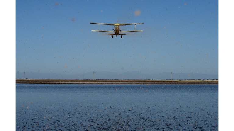 Plantings Of Water-Intensive Rice Crops Dwindle During State's Severe Drought
