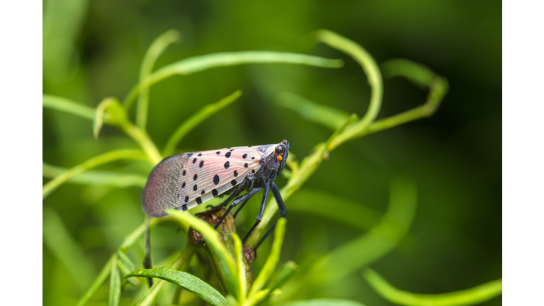 Lycorma delicatula, Vertical image of fourth-instar stage of spotted lanternfly