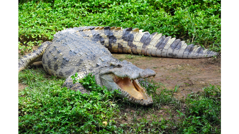 Hungry Crocodile in grassy muddy setting