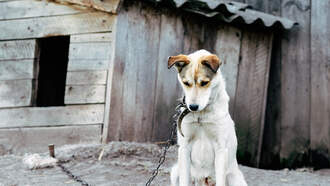 Florida To Launch Statewide Animal Abuser Registry Under Dexter’s Law