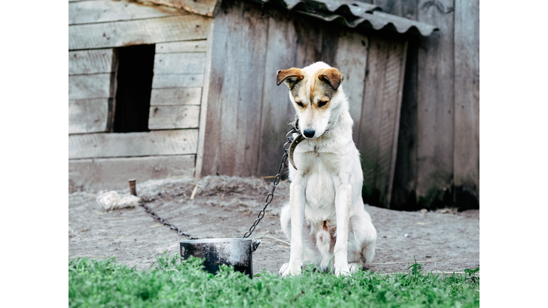 Sad, hungry, thin and lonely dog in chain sitting outside dog house. Concept of animal abuse
