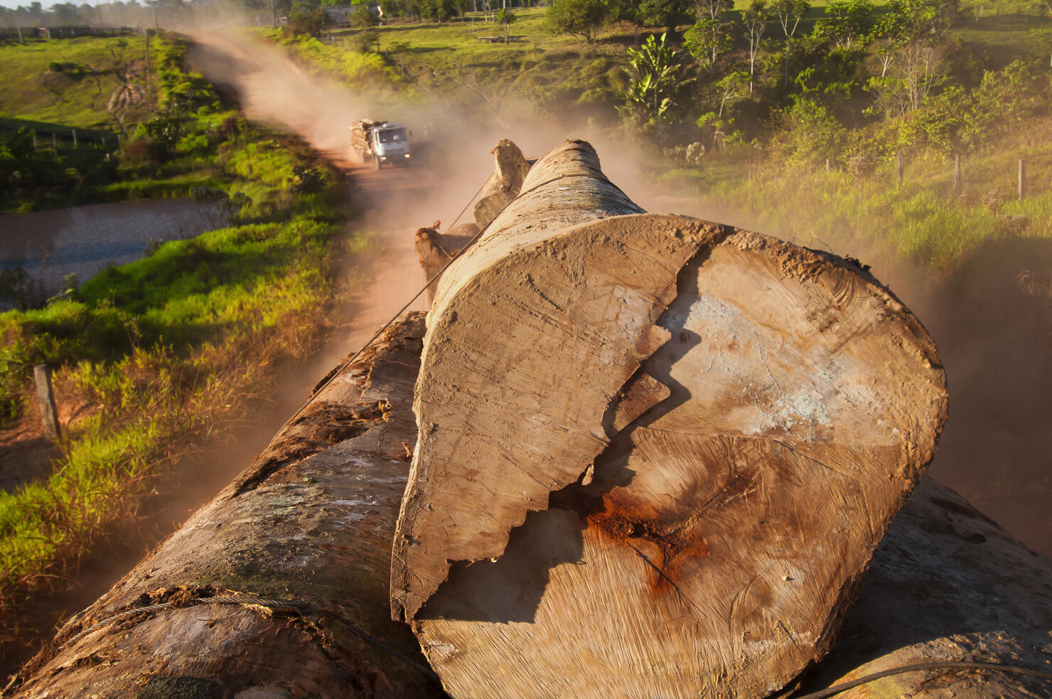 Clearing large trees in the Amazon rainforest truck in back