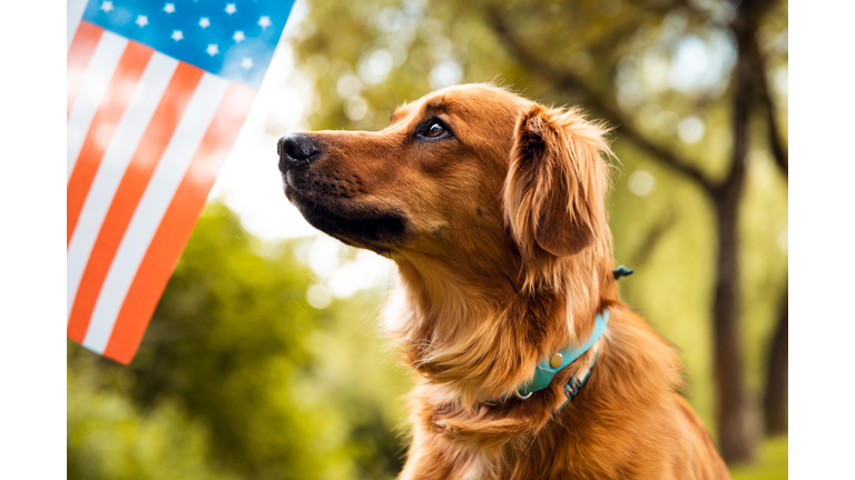 Red dog sitting and looking to American flag