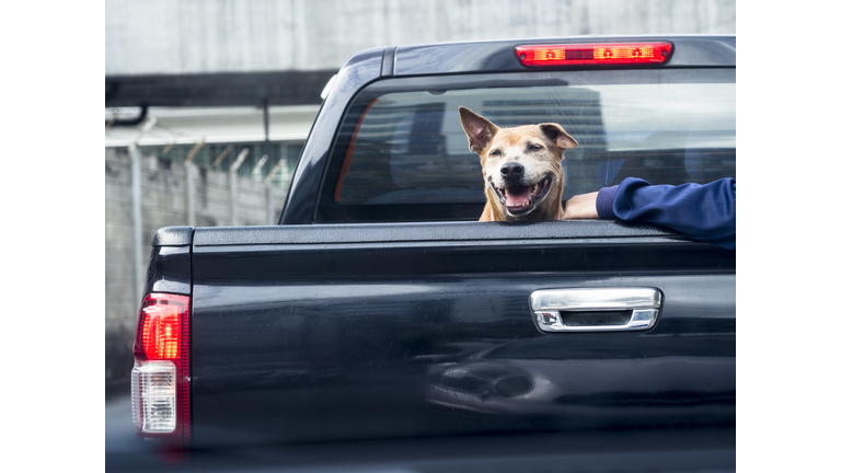 Dog on black pick up truck back view