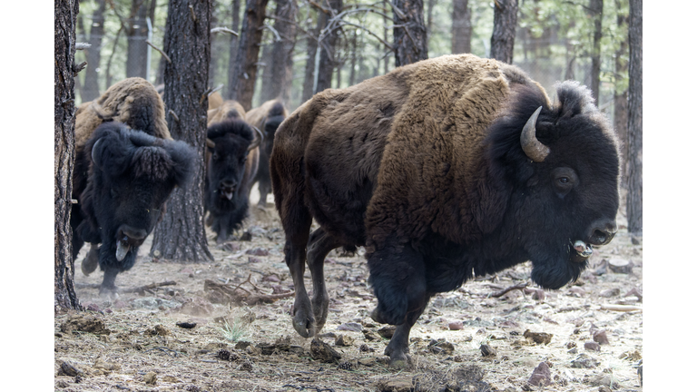 American Bison