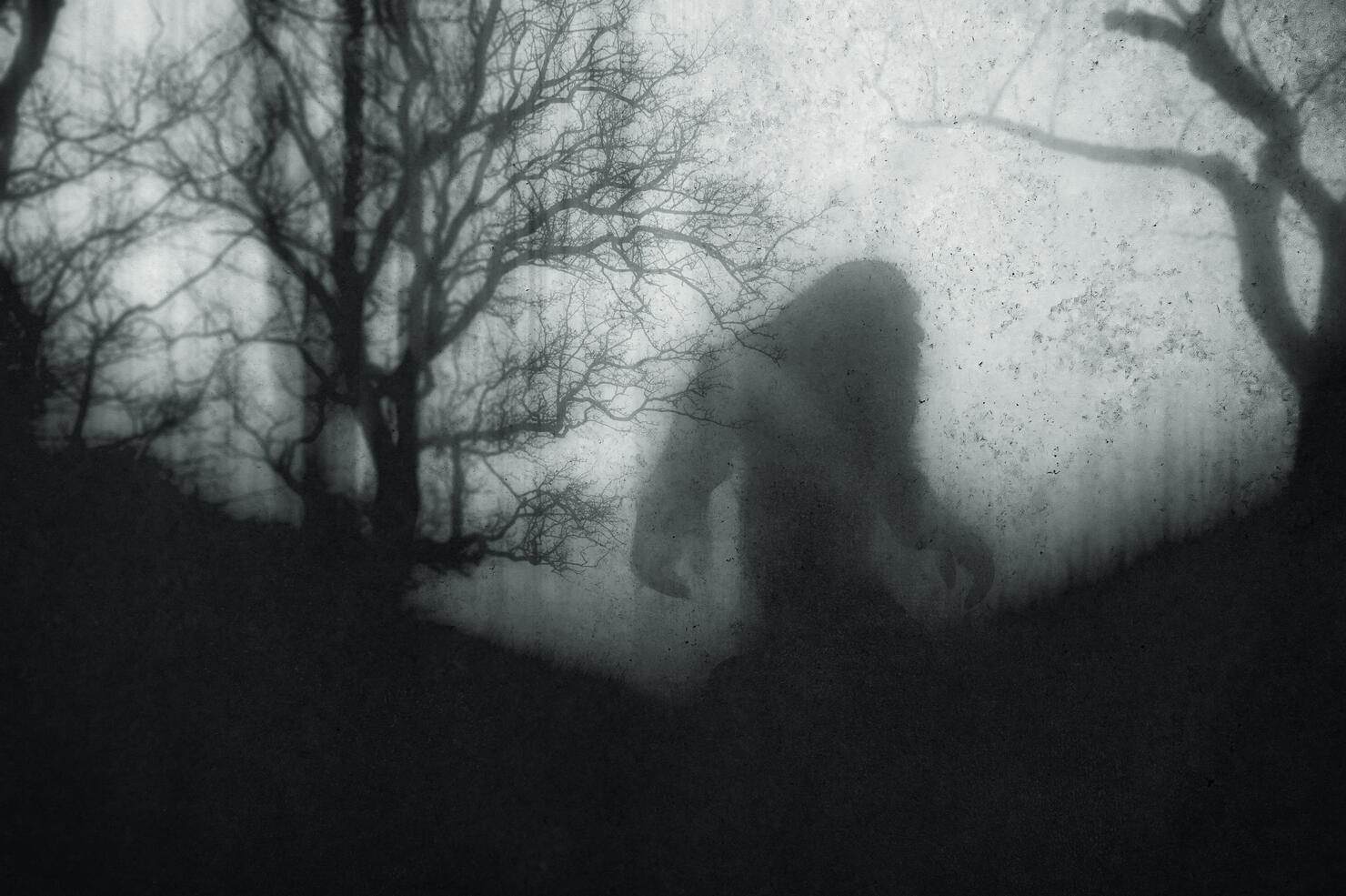 A dark scary concept. Of a mysterious bigfoot figure, walking through a forest. Silhouetted against trees. On a foggy winters day. With a grunge, textured edit.