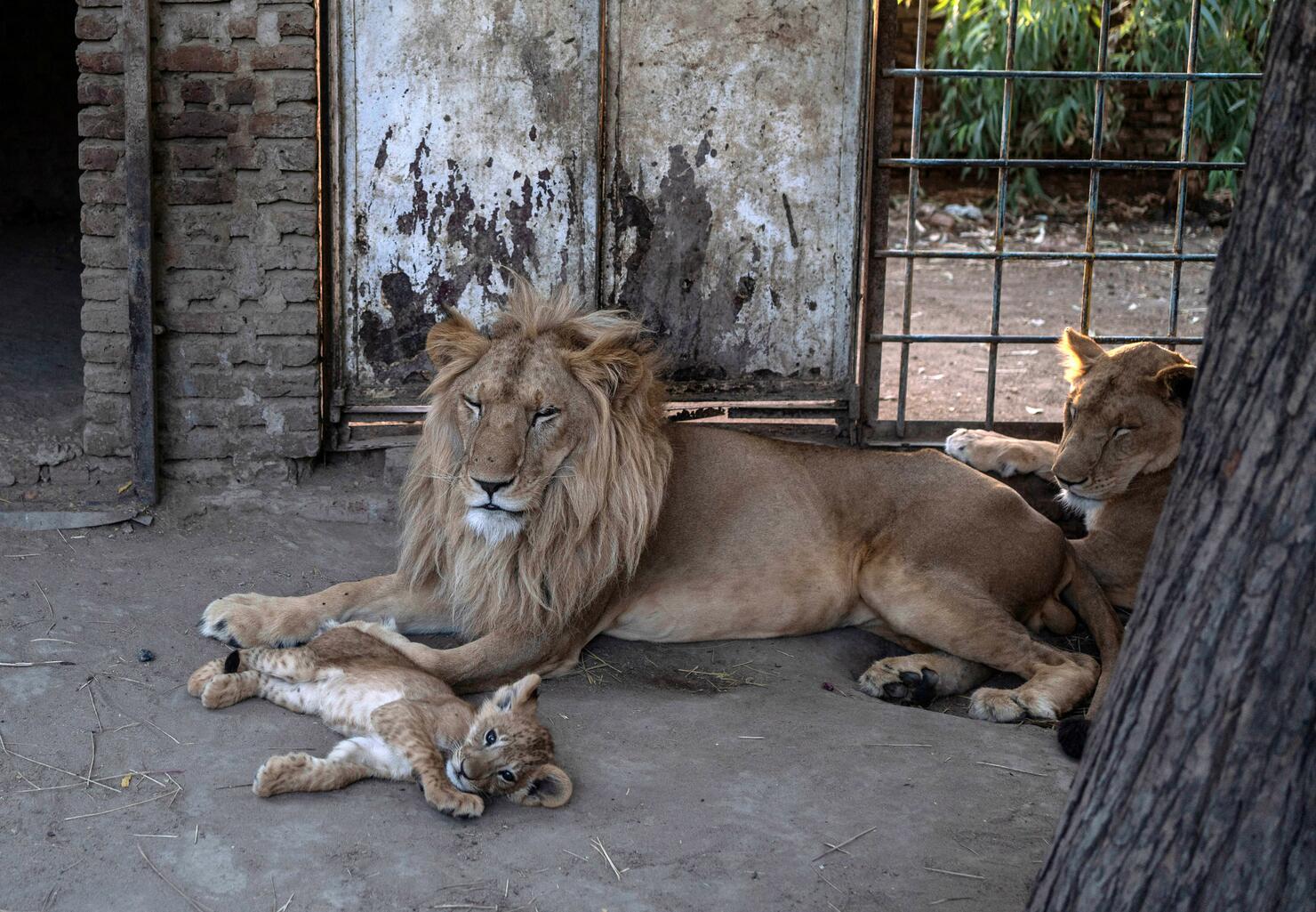 BRONX ZOO-ANIMAL-CONSERVATION
