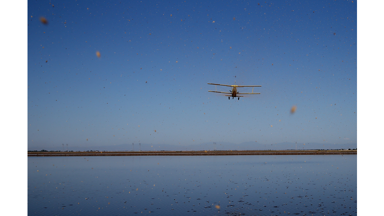 Plantings Of Water-Intensive Rice Crops Dwindle During State's Severe Drought