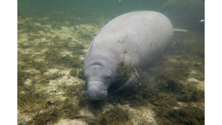 Conservationists Plant Sea Grasses In Effort To Save Florida Manatees