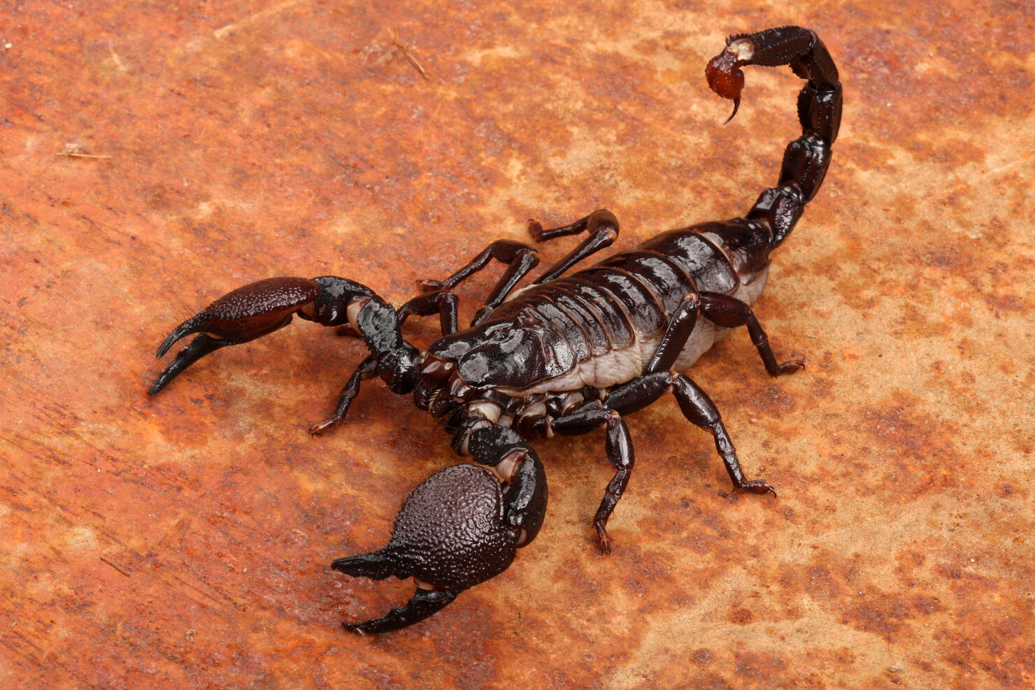 Close-up of Emperor Scorpion over reddish surface