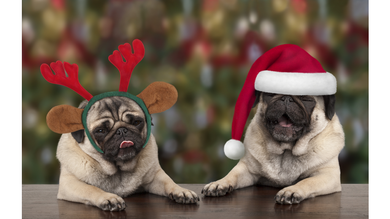 funny cute Christmas pug puppy dogs leaning on wooden table, wearing santa claus hat and reindeer antlers, with seasonal background