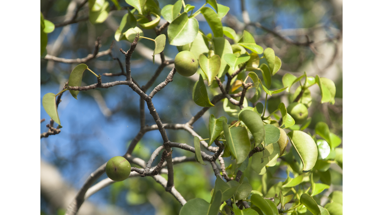 Manchineel tree