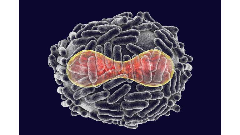 Variola virus illustration