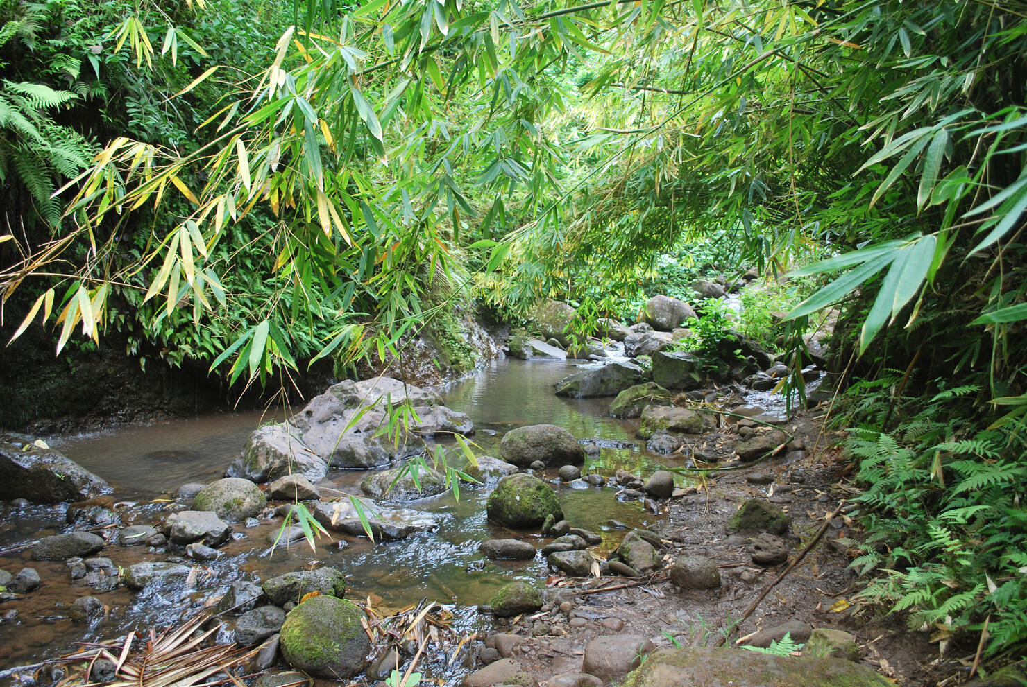 Maunawili Hiking Trail in Oahu, Hawaii