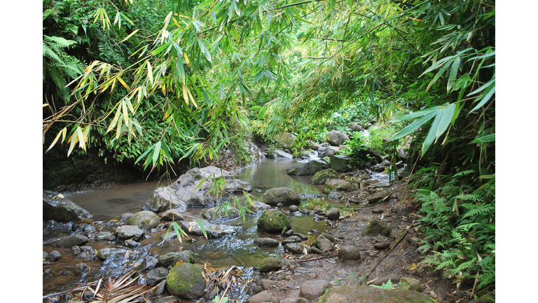 Maunawili Hiking Trail in Oahu, Hawaii
