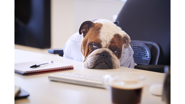 British Bulldog Dressed As Businessman Looking Sad At Desk