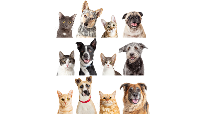 Collage of closeup dogs and cats