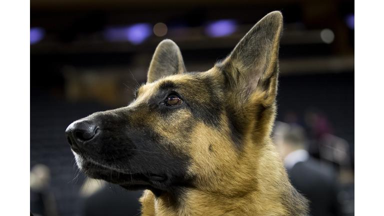 Canine Champions Compete In The Westminster Dog Show
