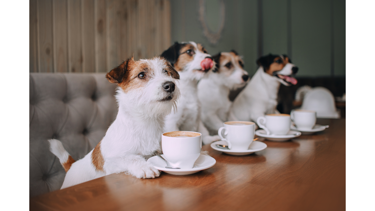 Four jack russell terriers sitting in front of cups