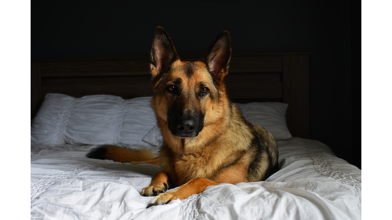 German Shepherd Waking Up