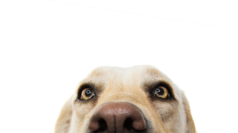 CLOSE-UP FUNNY  LABRADOR DOG EYES. ISOLATED STUDIO SHOT ON WHITE WHITEBACKGROUND.