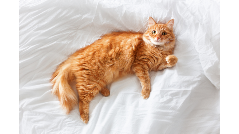 Top View On Ginger Cat In Bed. Fluffy Pet Comfortably Settled To Sleep. White Linen.