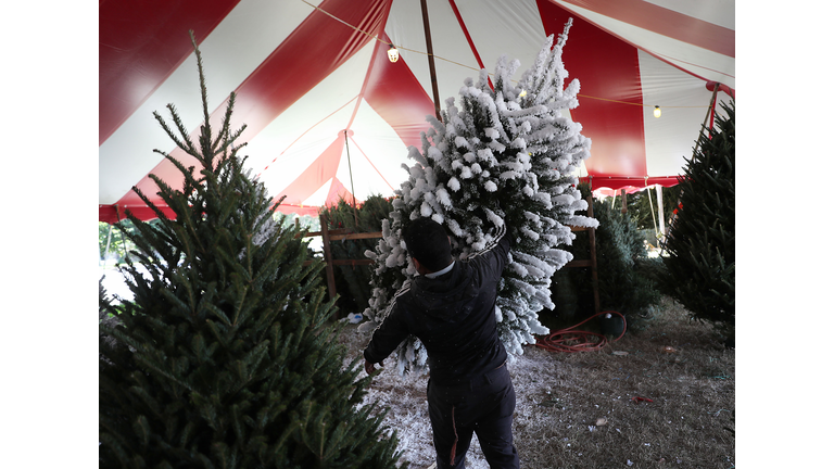 Christmas Tree Prices Higher Than In Years Past Due To National Shortage