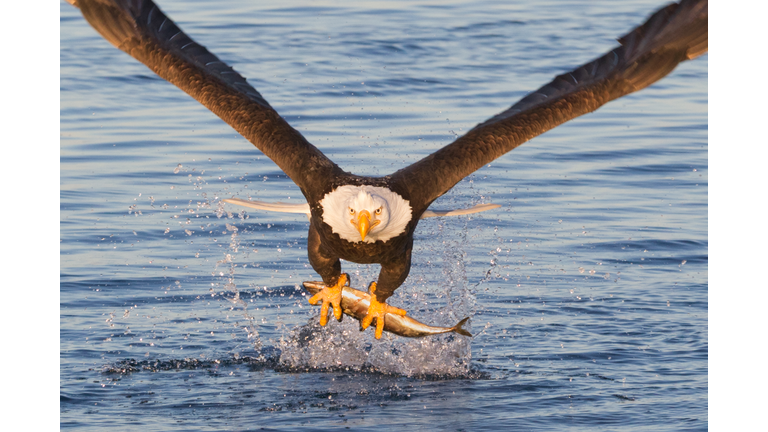 Bald Eagle Catching A Fish