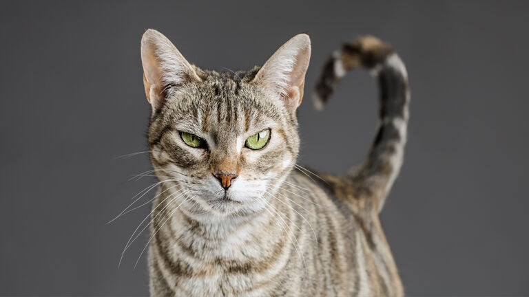 Cute european cat portrait