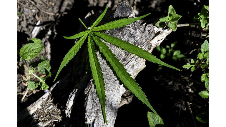 INDONESIA-CRIME-DRUGS