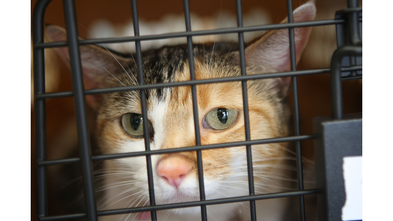 Airline For Pets Starts Flying In Select US Cities