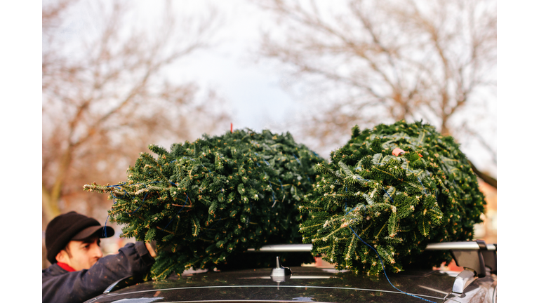 Christmas tree on roof rack of car