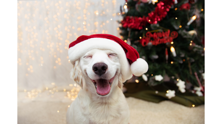 Happy puppy dog celebrating christmas with a red santa claus hat and smiling expression.