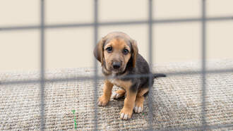 Live Steam of man living in a kennel for the Humane Society!
