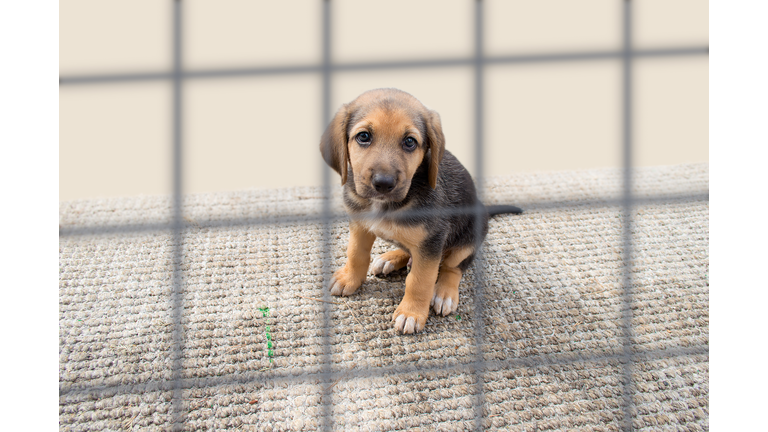 sad puppy in a kennel