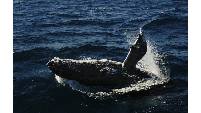 An adult humpback whale breaches in the...