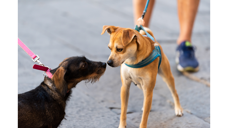 Two funny dogs sniffing smelling scent noses in park on leashes looking at each other pedigree street cute