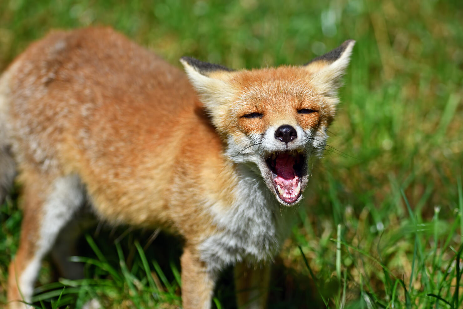 red fox