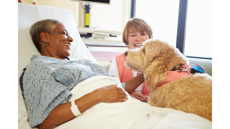 Pet Therapy Dog Visiting Senior Female Patient In Hospital