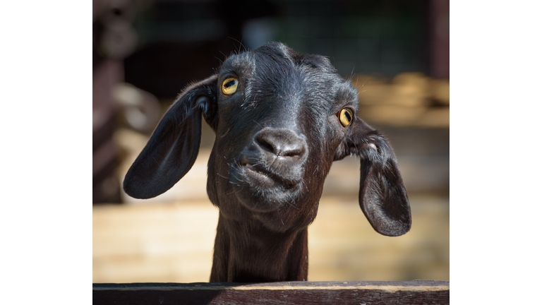 Close-up portrait of goat,null,Cyprus,Null