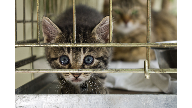 The citten looking from the cage