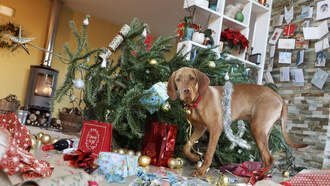 Pups first Christmas!! Your Daily Dog Video