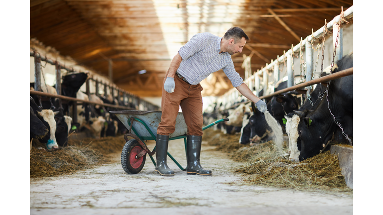 Farmer Feeding Cows