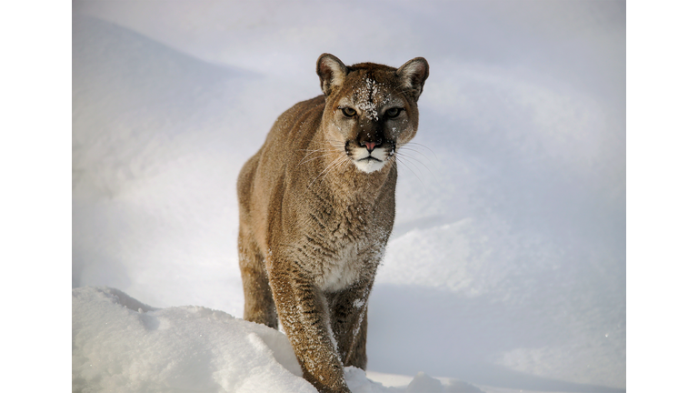 Mountain lion walking in snow,Canada